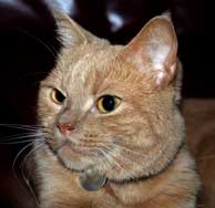 Photo du chat roux Frodo.